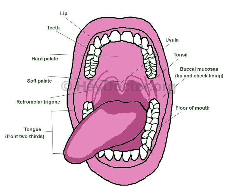 Tiny Bumps On Mouth Roof : It may be due to the bleeding disorders or ...